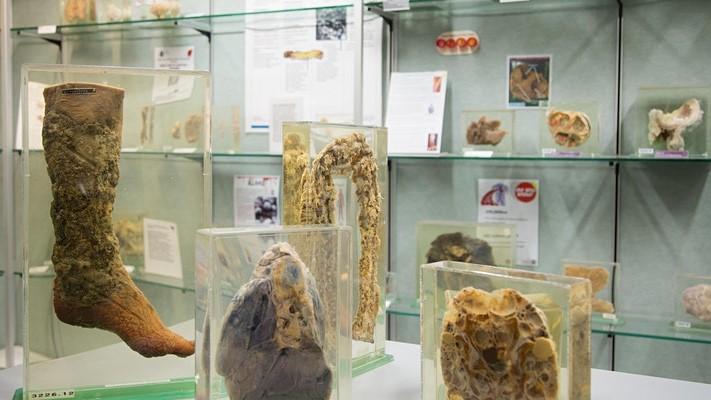 photo of specimens in the museum